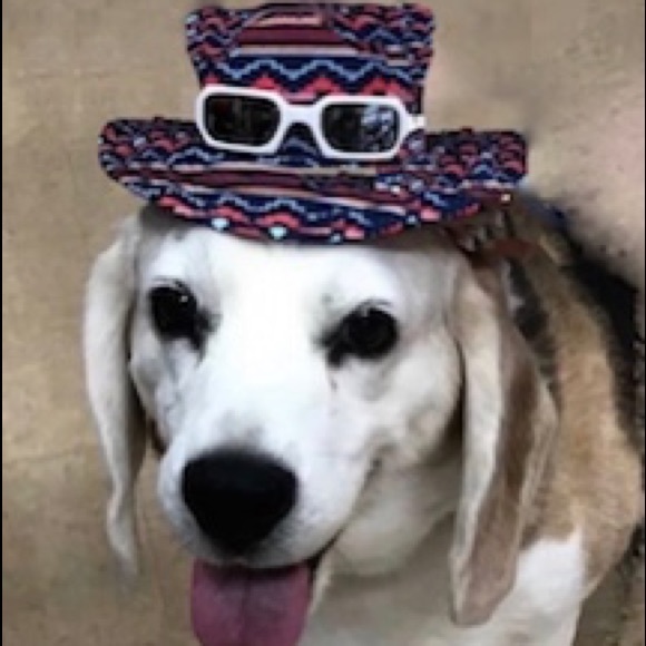 Meet your Posher, Elizabeth - Picture 1 of 2